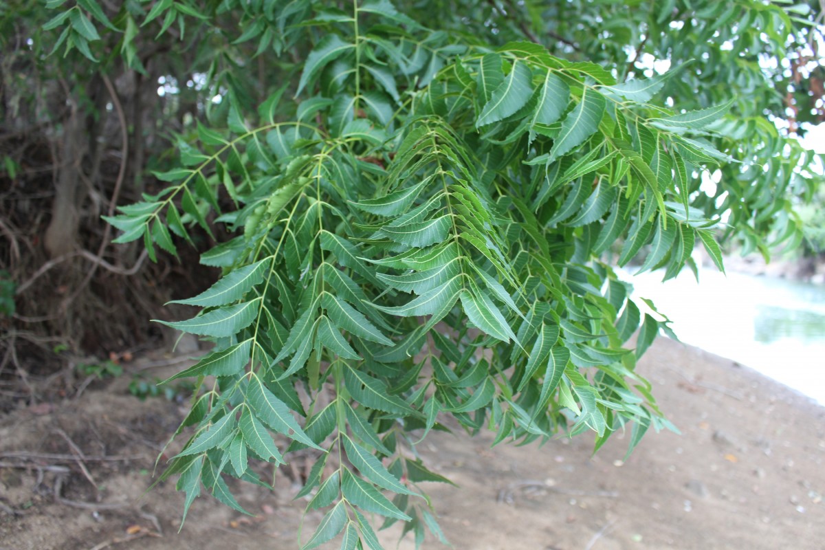 Azadirachta indica A.Juss.